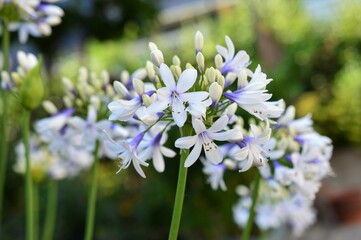 アガパンサス：ツイスター