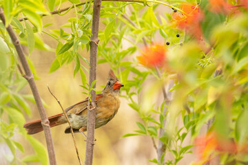 Female northern cardinal (Cardinalis cardinalis) during a summer evening in Sarasota, Florida