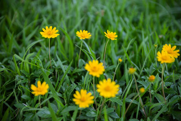 yellow flowers in the grass