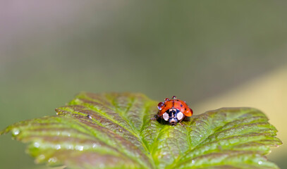 a ladybug sitting on a raspberry leaf in drops of water