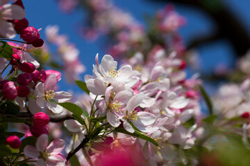 cherry fruit trees blooming in spring