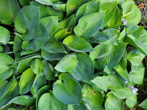 green hosta leaves background