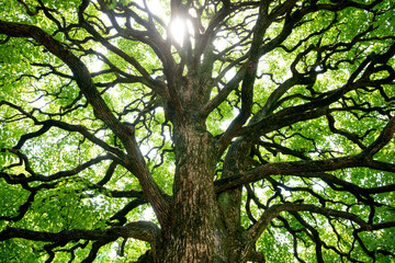 大きなクスノキ、自然の力。