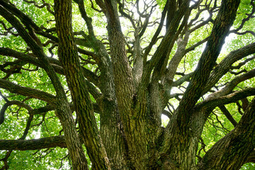 大きなクスノキ、自然の力。