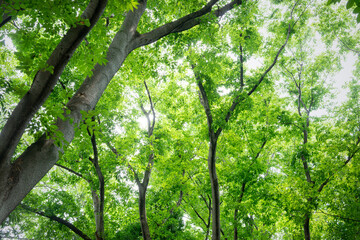樹木の緑と休日の公園