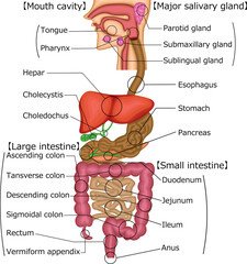 Obraz premium 消化器系 構造 イラスト