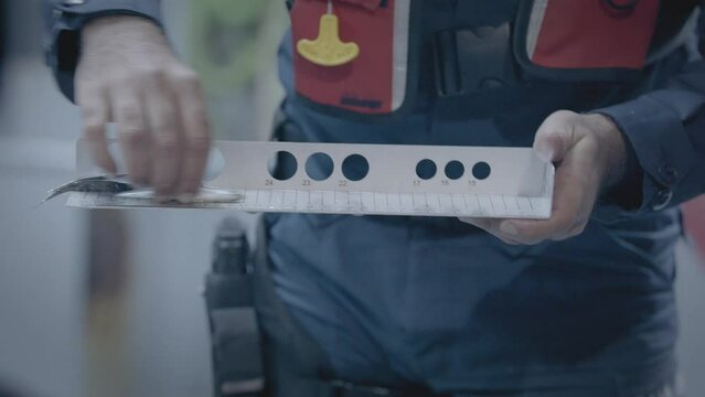 An anchovny fish is being measured in a trawlers yard by national regulations, Black Sea, Turkey.