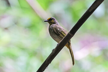 The Stripe-throated Bulbul on a branch