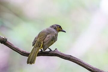 The Stripe-throated Bulbul on a branch