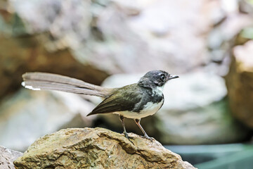 The Fantail Flycatchers on a branch