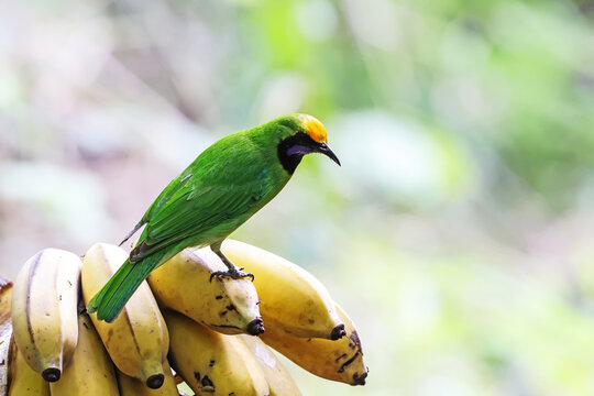 The Golden-fronted Leafbird on a branch