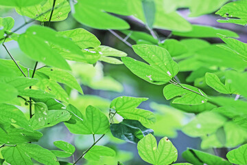 The green leaf on light