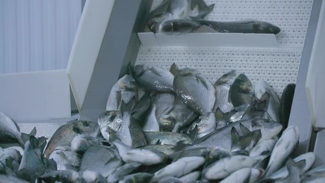 Sea breams seen on an automated tray in a marine food factory manufacturing plant. Turkey.