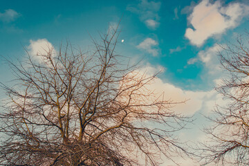 Beautiful evening with moon on sky in Auckland