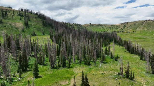 Aerial mountain valley camp dead pine trees pull. Landscape of central Utah. Summer dry season weather. Dead pine tree forest from beetle insect. Nature landscape. Beautiful natural environment.
