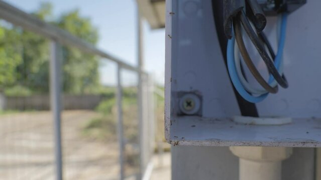 Ant worker carrying white eggs to the outdoor power socket box as the house pest problem.