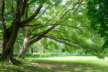 Fototapeta na wymiar 樹木の緑と休日の公園