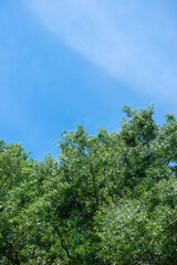 Obraz premium 樹木と青空、環境緑化