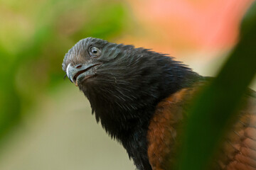 greater coucal