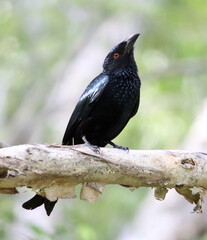 Spangled drongo bird sitting on a tree branch