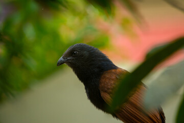 greater coucal