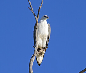 White-bellied sea-eagle bird sitting in a dead tree
