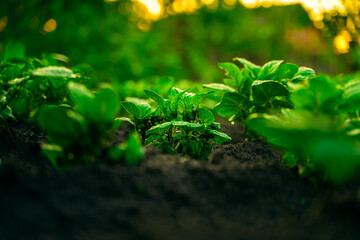 Young sprouts of potatoes in the early morning after rain in the garden bed close-up
