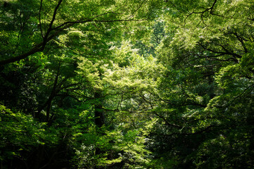 木々の緑と自然の力
