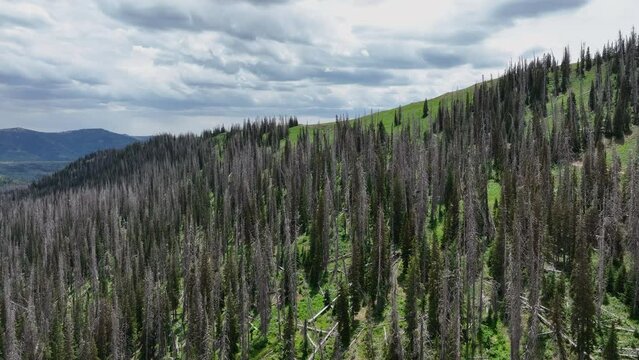Aerial mountain valley ridge dead pine trees part 2t. Landscape of central Utah. Summer dry season weather. Dead pine tree forest from beetle insect. Nature landscape. Beautiful natural environment.