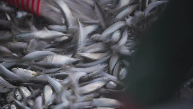Horse mackerel fishes are seen in a large number. Still alive right after the trawlers net drawn back into yard. Black Sea.