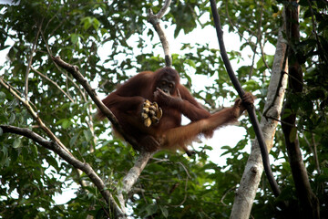 Pangkalan Bun, Borneo, Indonesia - July 23, 2022: Orang Utan eat Bananas in the jungle