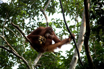 Pangkalan Bun, Borneo, Indonesia - July 23, 2022: Orang Utan eat Bananas in the jungle