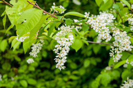 White flowers of the blossoming cherry tree in spring