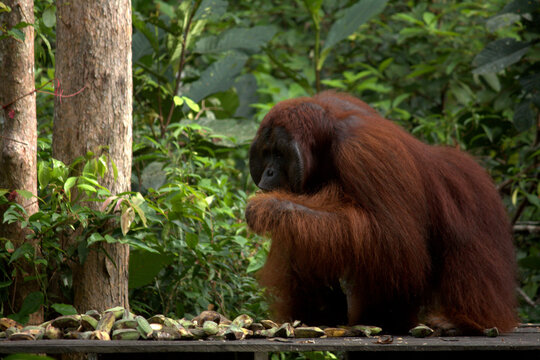 Pangkalan Bun, Borneo, Indonesia - July 23, 2022: Orang Utan eat Bananas in the jungle