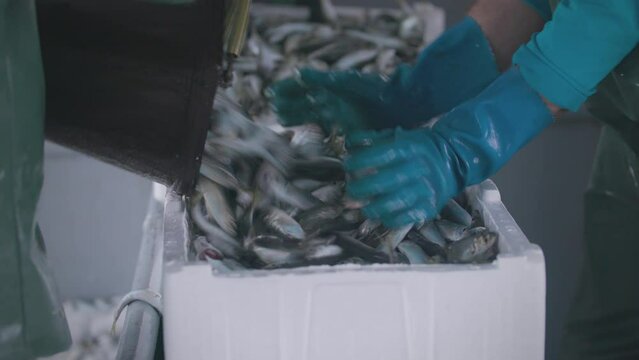 Horse mackerel fishes are being packed in trawlers yard.