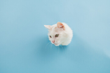 Bela fluffy cat stuck her head out of a hole in a paper blue background. 