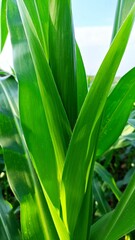 close-up of the leaves of the corn plant in the garden near the house
