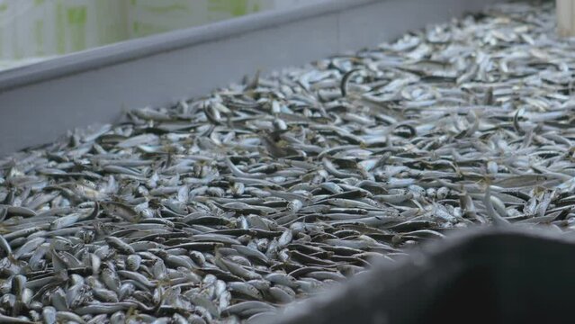 Thousands of horse mackerel fishes are taking into a trawlers yard in an open sea hunt, Black Sea.