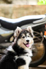 siberian husky dog. Domestic wolf dog husky. Winter dog. Lovely puppy photography. Wallpaper with puppy. Husky puppy photography 