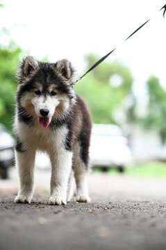 Husky puppy with leash. Lovely Puppy of husky. Puppy Dog. Wallpaper With Puppy. Pet animal photography
