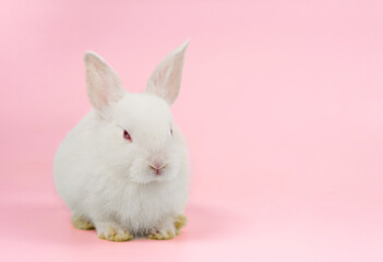 white rabbit isolated on pink background, young adorable fluffy bunny sitting on pink background