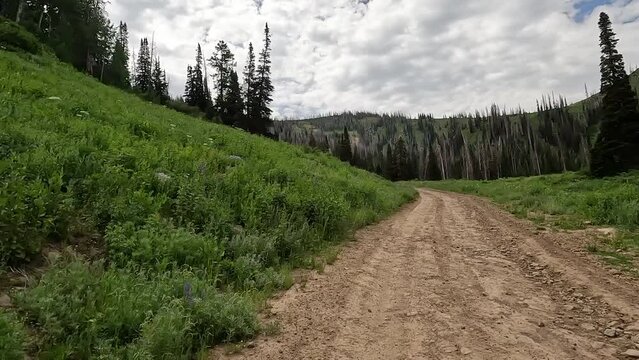 Driving mountain dirt road summer forest POV. Nature in natural environment. Recreation, hiking, and fishing ponds. Campground destination and off road jeep, truck and ATV fun. Pine forest.