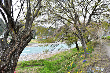 【群馬県利根郡】春の水上 桜咲く諏訪峡遊歩道