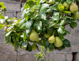 Pear fruit on the tree in a garden
