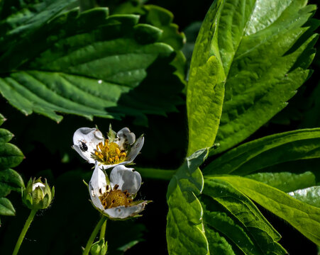 small garden pest weevil on strawberry flowers