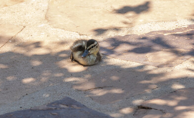 Baby mallard duck resting in the shade