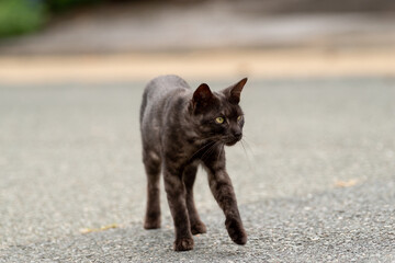 歩く猫