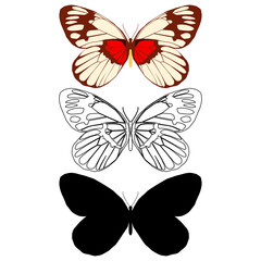 Vector illustration of Butterfly Pattern