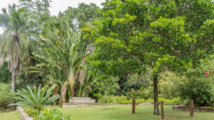 Fototapeta na wymiar Botanical Garden on the island of Mahe. Thickets of tropical trees and palm trees are visible around the green lawn. Seychelles