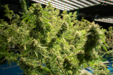 Marijuana, hemp or cannabis plant leaves farm lab. Organic product in laboratory in technology...
